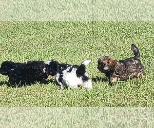 Doodle-Shih Tzu Mix Puppy for sale in COLERAIN, NC, USA