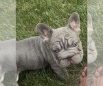 Small #7 French Bulldog