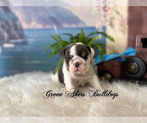 English Bulldog Puppy for sale in OOLOGAH, OK, USA