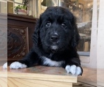 Small Photo #6 Bernedoodle Puppy For Sale in POTTSTOWN, PA, USA