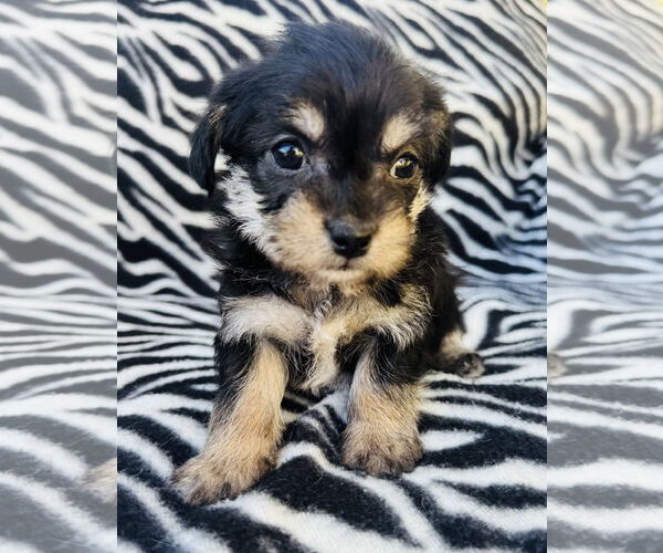 Medium Photo #2 Poodle (Miniature)-Unknown Mix Puppy For Sale in Marina Del Rey, CA, USA