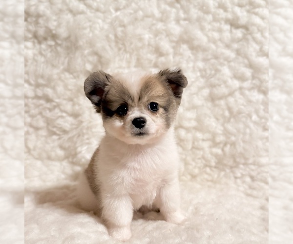 Medium Photo #3 Pomeranian Puppy For Sale in REDLANDS, CA, USA