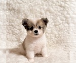 Small #2 Pomeranian