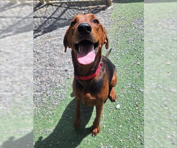 Medium Photo #1 Black and Tan Coonhound-Unknown Mix Puppy For Sale in Woodland, CA, USA