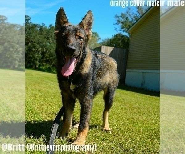 Medium Photo #1 German Shepherd Dog-Siberian Husky Mix Puppy For Sale in MULBERRY, FL, USA