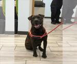 MODELLO - Male Bulldog Dog for Adoption - Small photo