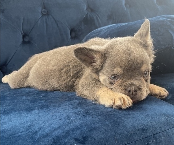 Medium Photo #3 French Bulldog Puppy For Sale in SALT LAKE CITY, UT, USA