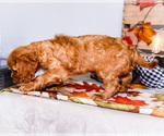 Small #5 Cavalier King Charles Spaniel
