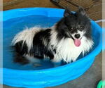 Small #1 Pomeranian