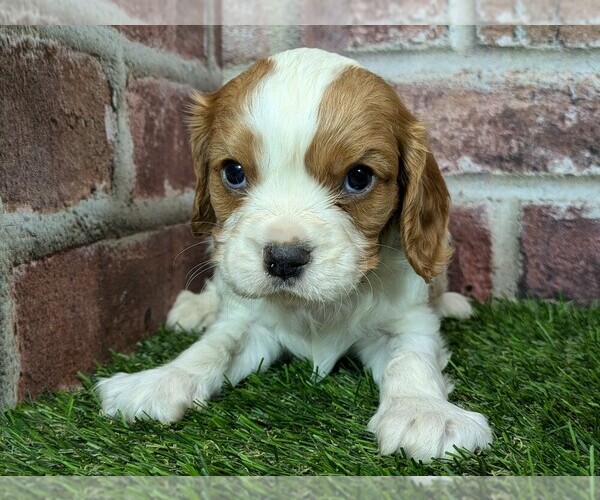 Medium Photo #6 Cavalier King Charles Spaniel Puppy For Sale in MOBERLY, MO, USA