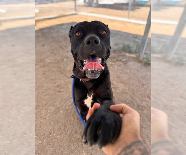 Medium Photo #1 Mutt Puppy For Sale in Bakersfield, CA, USA