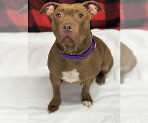 Mutt Dogs for adoption in Westminster, MD, USA