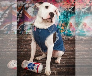 American Pit Bull Terrier-Unknown Mix Dogs for adoption in Germantown, OH, USA