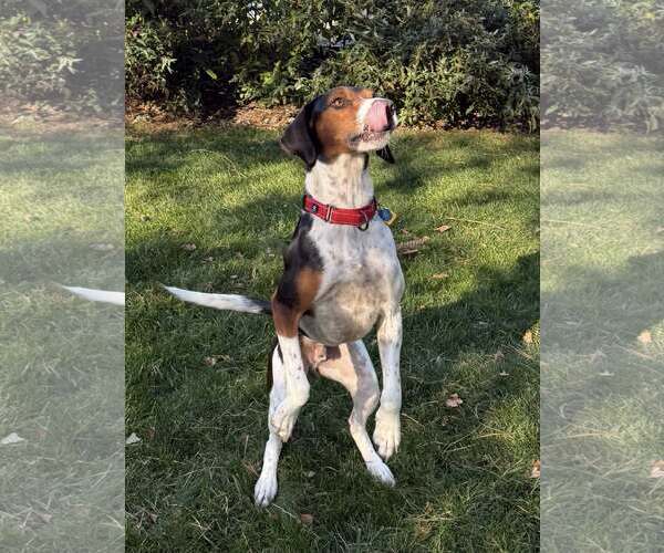 Medium Photo #9 Mutt Puppy For Sale in Oakhurst, NJ, USA