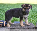 Small #4 German Shepherd Dog