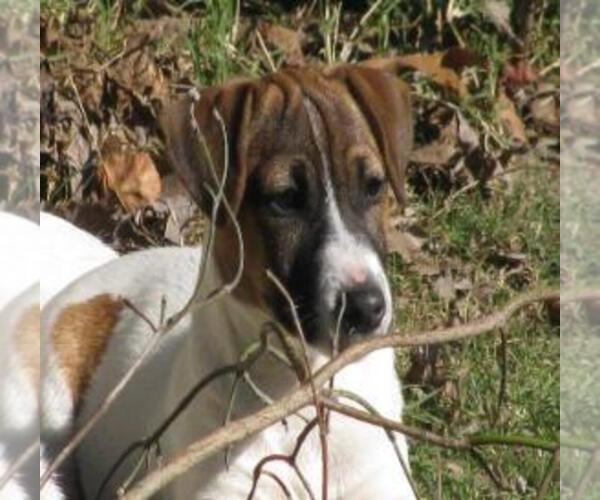 Medium Photo #3 Jack Russell Terrier Puppy For Sale in FAYETTEVILLE, NC, USA
