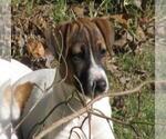 Small #2 Jack Russell Terrier