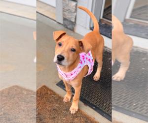 Labrador Retriever-Unknown Mix Dogs for adoption in Holly Springs, NC, USA