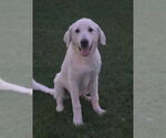 Small Great Pyrenees Mix