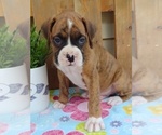 Small #6 Boxer