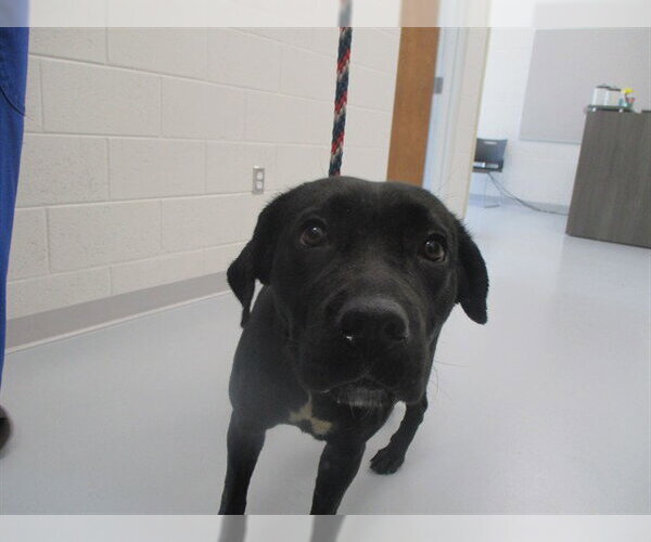 Medium Photo #1 Labrador Retriever Puppy For Sale in Ocala, FL, USA
