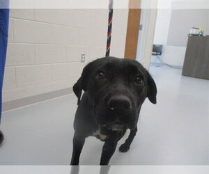 Labrador Retriever Dogs for adoption in Ocala, FL, USA