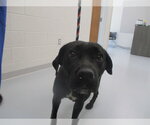 Small Labrador Retriever
