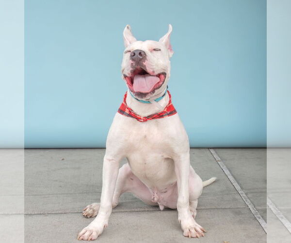 Medium Photo #3 American Pit Bull Terrier Puppy For Sale in Pasadena, CA, USA