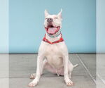 Small #2 American Pit Bull Terrier