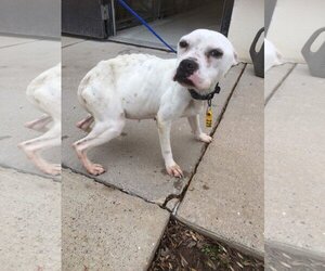 Marlee (Forever Foster) - Female Bullboxer Pit Dog for Adoption - Photo #6