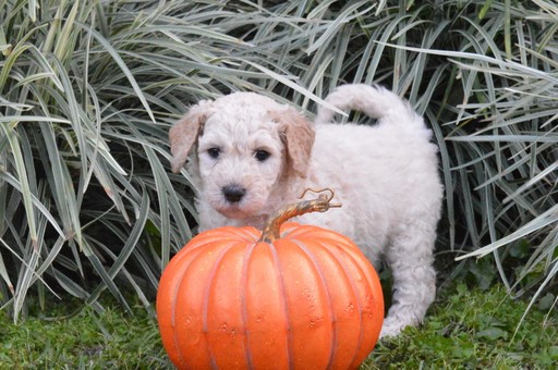 Medium Photo #1 Goldendoodle Puppy For Sale in DOWLING PARK, FL, USA