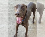 Small Photo #2 Doberman Pinscher Puppy For Sale in Buffalo, MN, USA