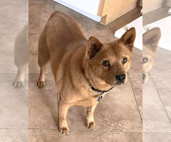 Medium Photo #3 Shiba Inu-Siberian Husky Mix Puppy For Sale in Corona, CA, USA