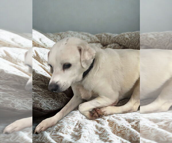 Medium Photo #2 Labbe Puppy For Sale in San Diego, CA, USA