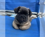 Small #5 French Bulldog