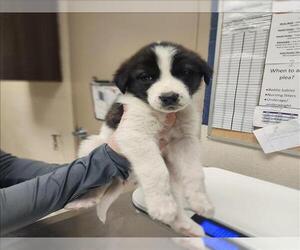 Labrador Retriever-Unknown Mix Dogs for adoption in Conroe, TX, USA