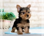 Small Photo #9 Yorkshire Terrier Puppy For Sale in SAN FRANCISCO, CA, USA