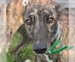 Greyhound Dogs for adoption in Grandville, MI, USA