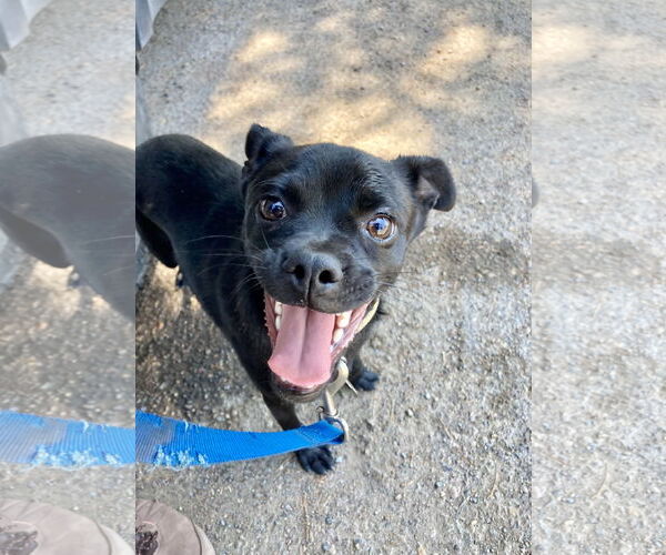 Medium Photo #12 Chug Puppy For Sale in San Diego, CA, USA