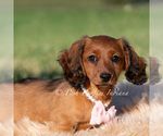 Small #1 Dachshund