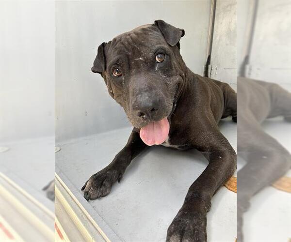 Medium Photo #1 Chinese Shar-Pei-Unknown Mix Puppy For Sale in Houston, TX, USA