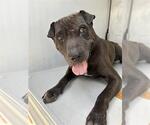 Small Chinese Shar-Pei Mix