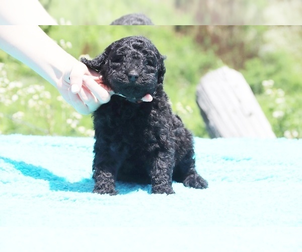 Medium Photo #14 Poodle (Standard) Puppy For Sale in UNION CITY, TN, USA