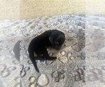 Puppy Black and Tan F Dachshund