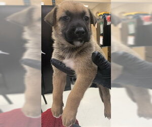 German Shepherd Dog-Unknown Mix Dogs for adoption in Corpus Christi, TX, USA