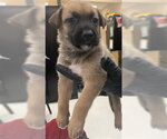 Small German Shepherd Dog Mix