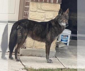 German Shepherd Dog Mix Dog for Adoption in San Antonio, Texas USA