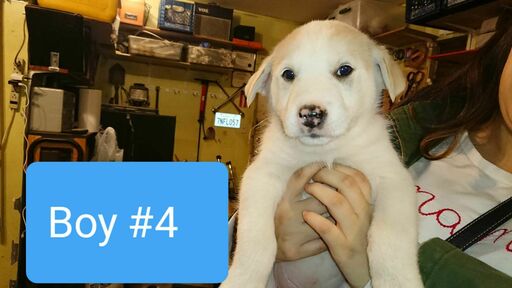 Medium Photo #4 Alusky Puppy For Sale in PERRIS, CA, USA