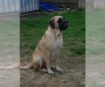 Small Photo #13 Mastiff Puppy For Sale in INDIANAPOLIS, IN, USA