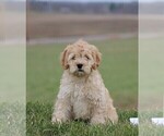 Small Photo #8 Cockalier-Poodle (Miniature) Mix Puppy For Sale in STANLEY, WI, USA
